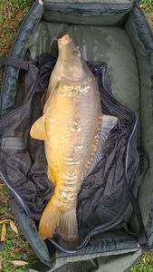 Leather Carp