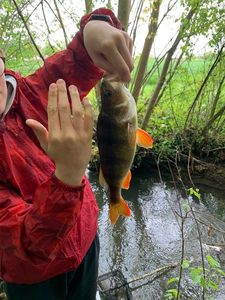 European Perch