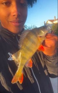 European Perch