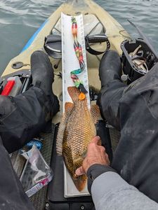 Ballan Wrasse