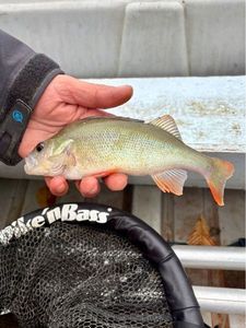 European Perch