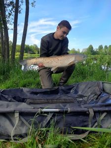 Grass Carp
