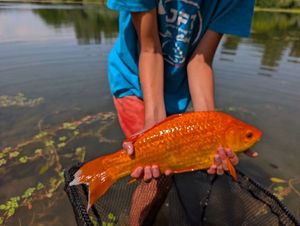Goldfish
