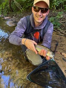 Rainbow Trout