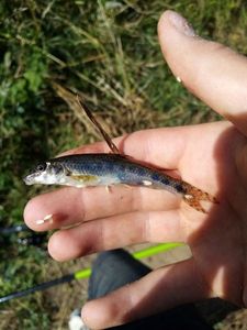Gudgeon