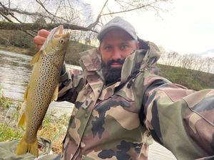 Brown Trout