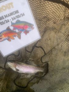 Rainbow Trout