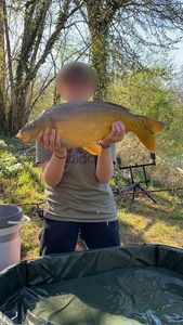 Mirror Carp