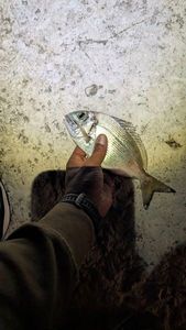 Gilthead Seabream