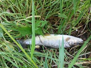 Brown Trout