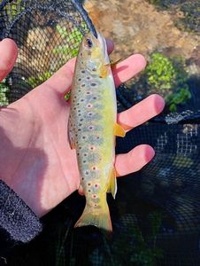 Brown Trout