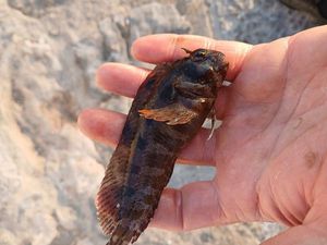 Common Intertidal Fish