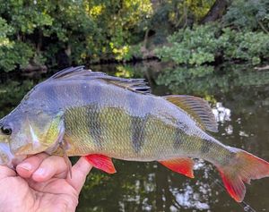 European Perch