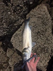 European Bass (Seabass)