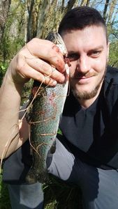 Rainbow Trout