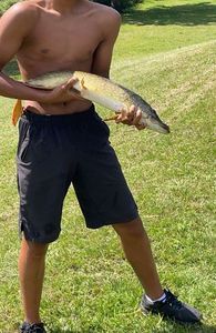 Northern Pike
