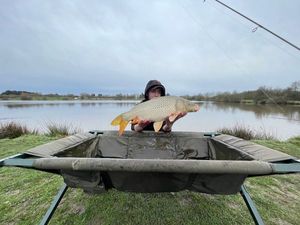 Common Carp