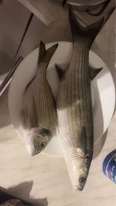 Leaping Mullet