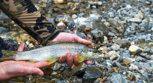 Brown Trout