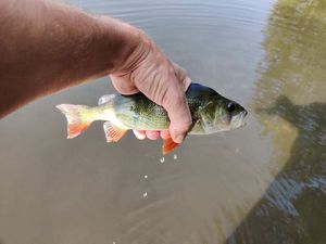 European Perch