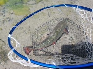 Brown Trout