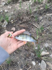 European Perch