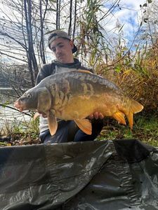 Mirror Carp