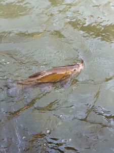 Tench