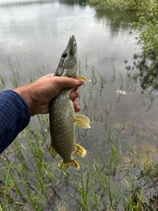 Northern Pike