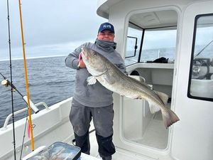Atlantic Cod (Baltic)