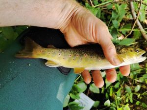 Brown Trout