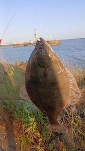 European Plaice