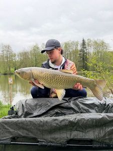 Grass Carp