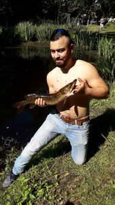 Northern Pike