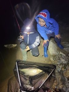 Common Bream