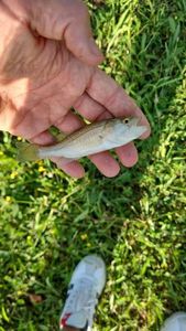 Largemouth Bass