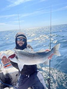 European Bass (Seabass)