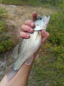 Largemouth Bass