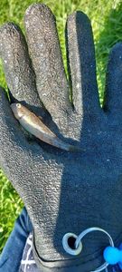 Round Goby