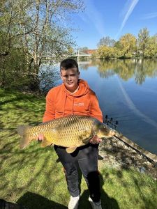 Common Carp
