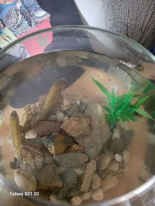 Green Sunfish