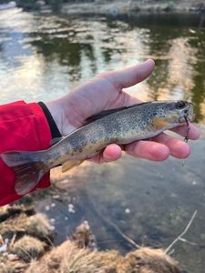 Brown Trout