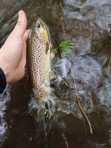 Brown Trout