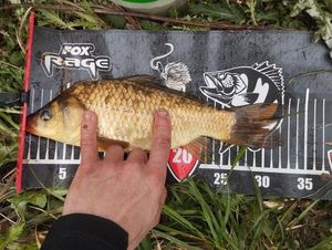 Common Carp