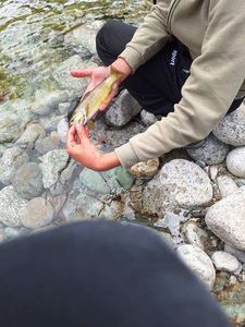Brown Trout