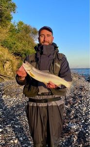 Sea Trout