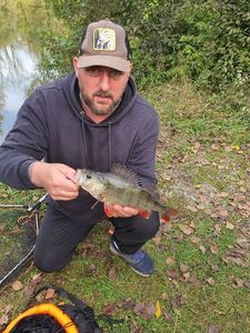 European Perch