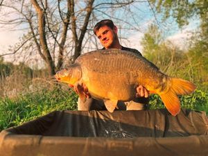 Common Carp