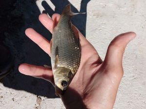 Crucian Carp