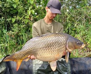 Common Carp